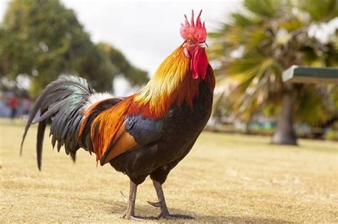 9 Game Chicken Breeds Used as Fighter Fowls (With Pictures).